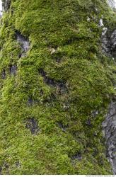 Photo Textures of Moss